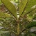 走马胎种子走马风山猪药大叶紫金牛走马胎药材野生中药材