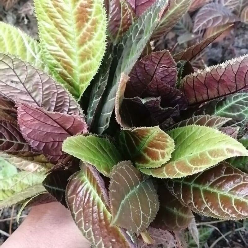 走马胎种子走马风山猪药大叶紫金牛走马胎药材野生中药材
