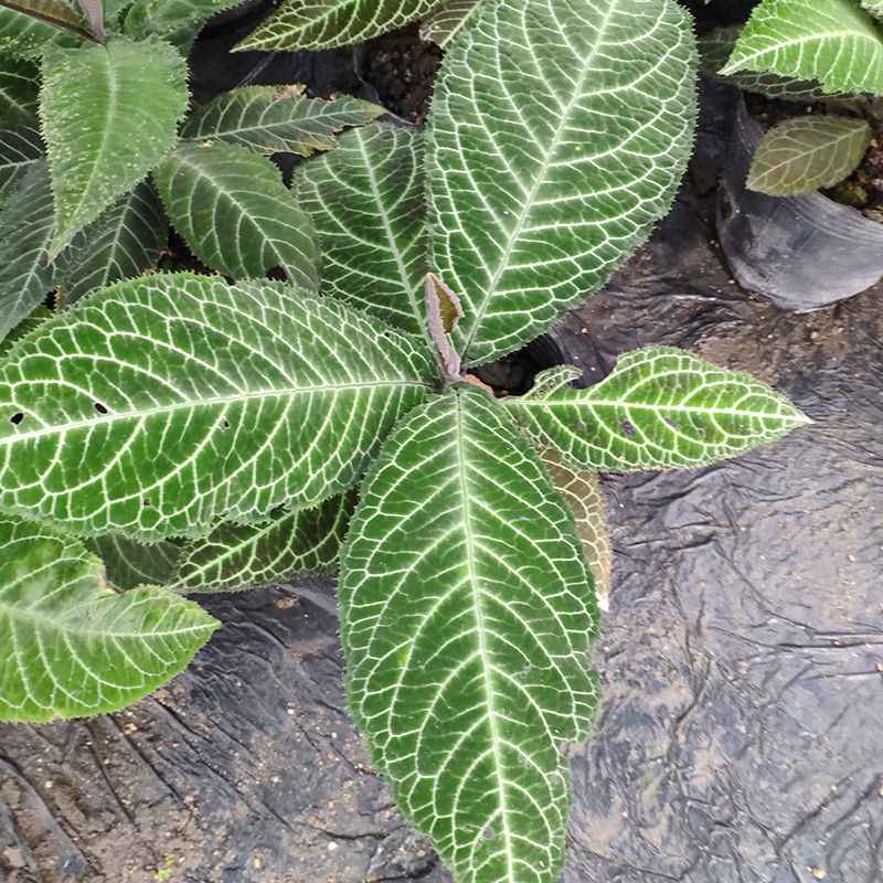 走马胎种子走马风山猪药大叶紫金牛走马胎药材野生中药材