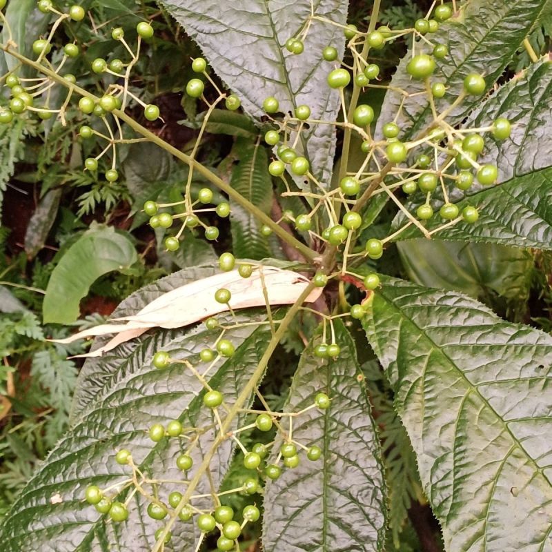 走马胎种子走马风山猪药大叶紫金牛走马胎药材野生中药材