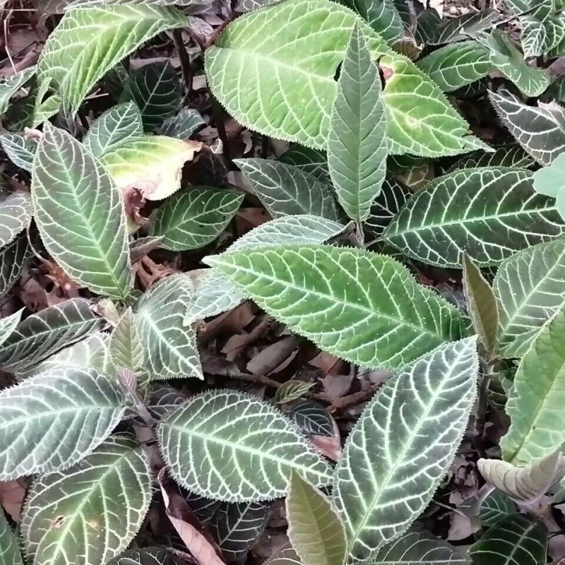 走马胎种子走马风山猪药大叶紫金牛走马胎药材野生中药材