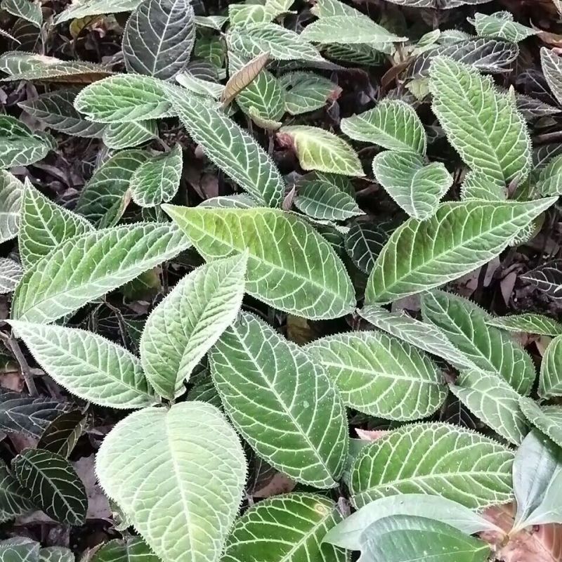 走马胎种子走马风山猪药大叶紫金牛走马胎药材野生中药材