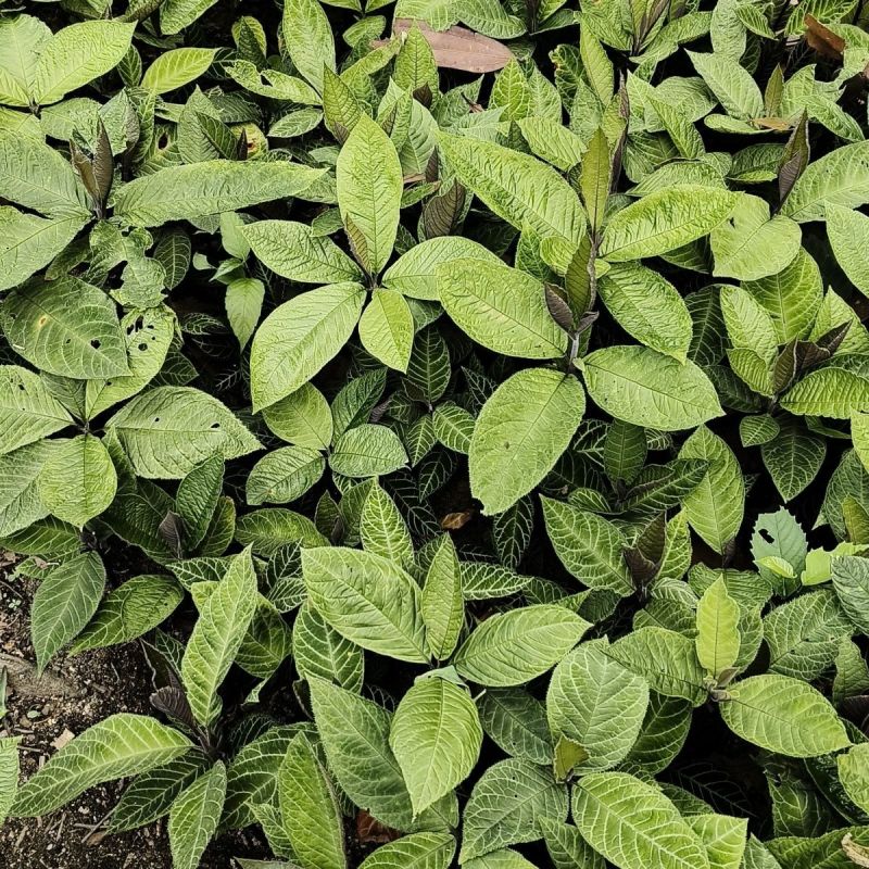 走马胎种子走马风山猪药大叶紫金牛走马胎药材野生中药材