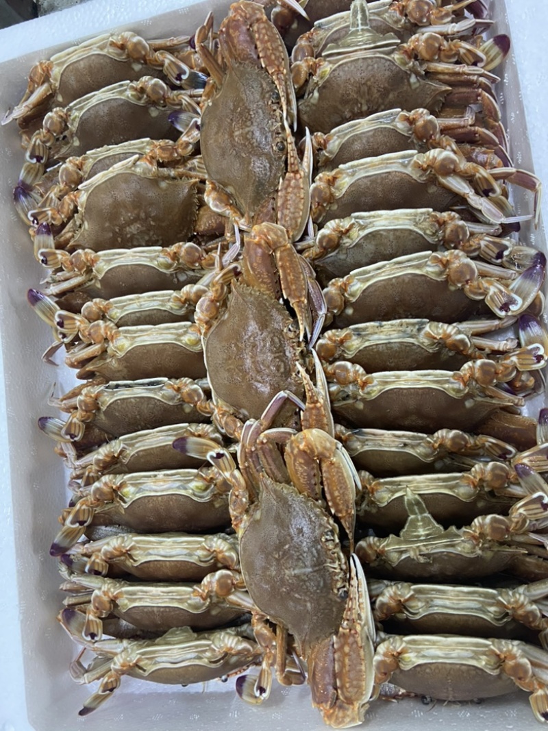 扁蟹肉蟹拥剑梭子蟹
