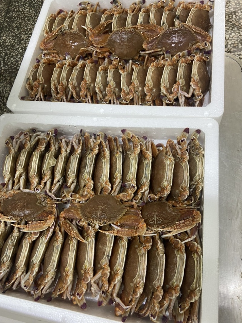 扁蟹肉蟹拥剑梭子蟹