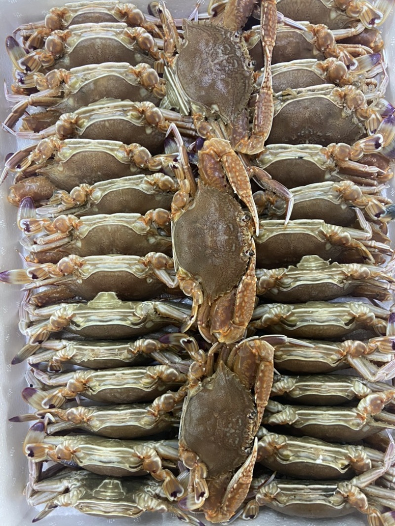 扁蟹肉蟹拥剑梭子蟹