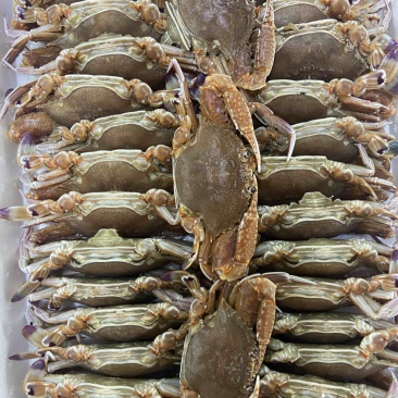 扁蟹肉蟹拥剑梭子蟹