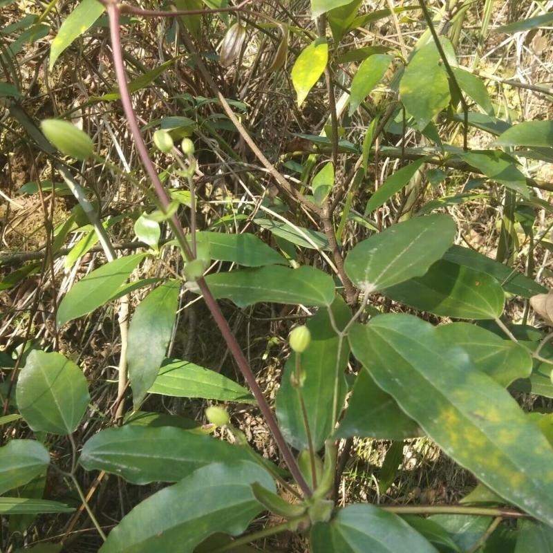 威灵仙种子野生威灵仙用柳叶棵中药材室内枫叶威灵仙四季爬藤