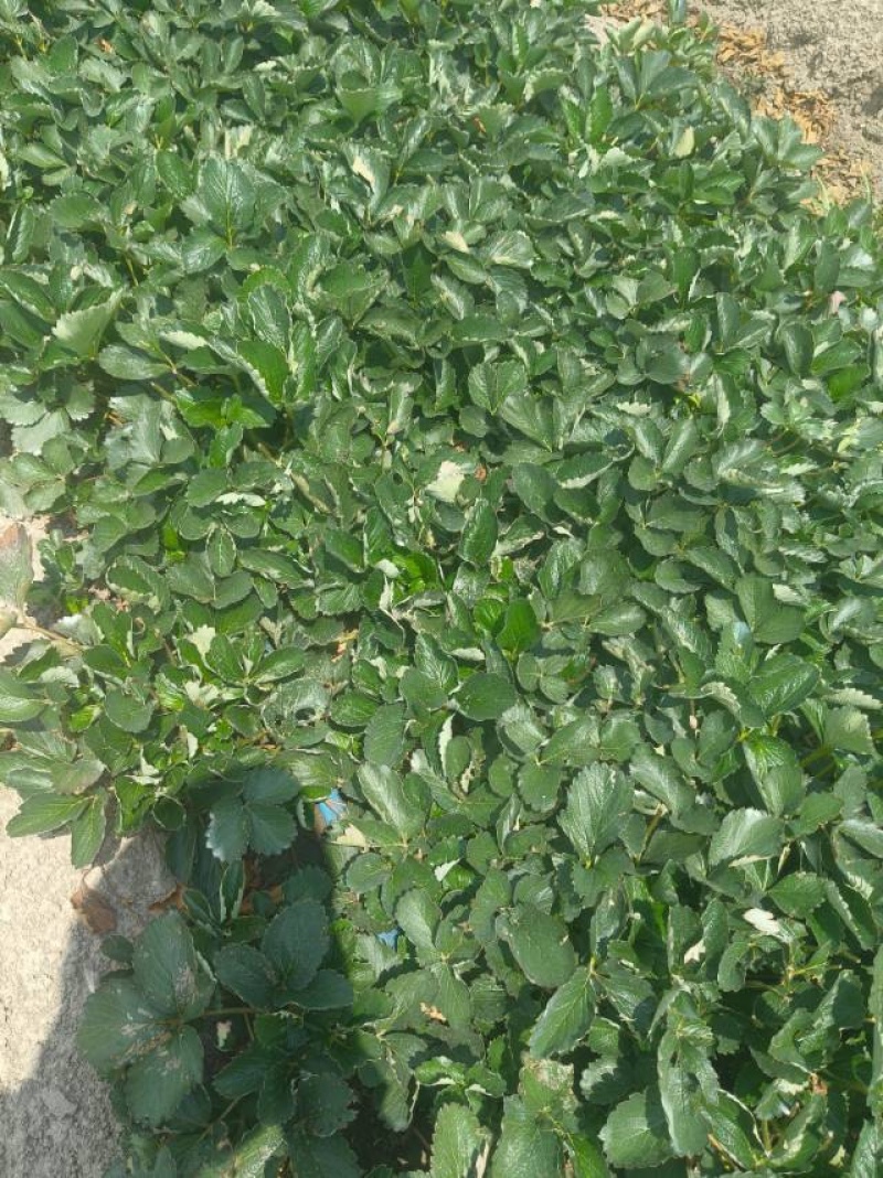 草莓苗