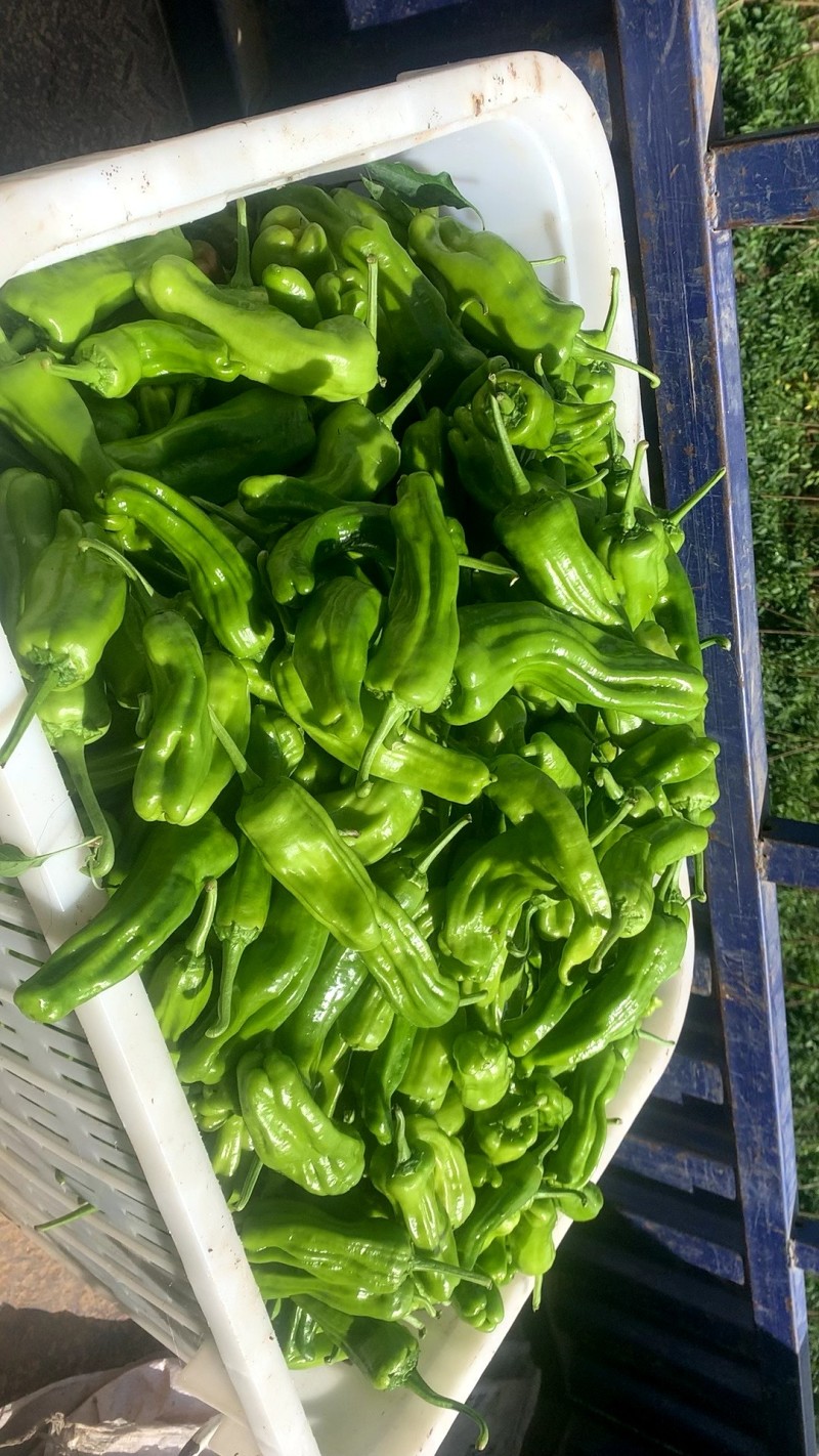 辣椒质量好，价格低，需要的老板联系