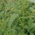 田石榴草种子丁香蓼水石榴水丁香鸡仔草中草药材一年生草