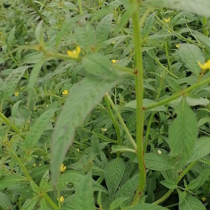 田石榴草种子丁香蓼水石榴水丁香鸡仔草中草药材一年生草