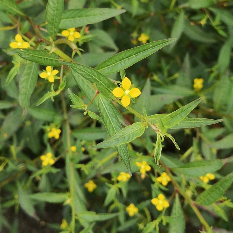田石榴草种子丁香蓼水石榴水丁香鸡仔草中草药材一年生草