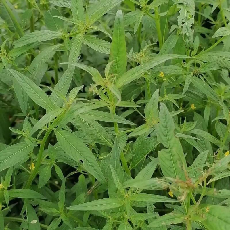 田石榴草种子丁香蓼水石榴水丁香鸡仔草中草药材一年生草