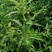 田石榴草种子丁香蓼水石榴水丁香鸡仔草中草药材一年生草