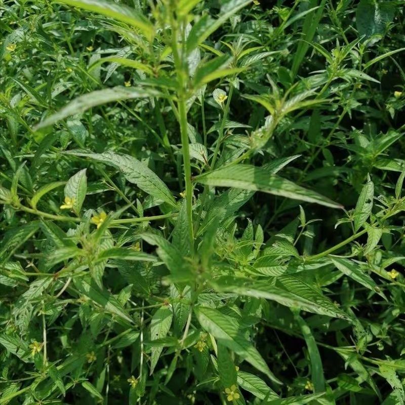田石榴草种子丁香蓼水石榴水丁香鸡仔草中草药材一年生草