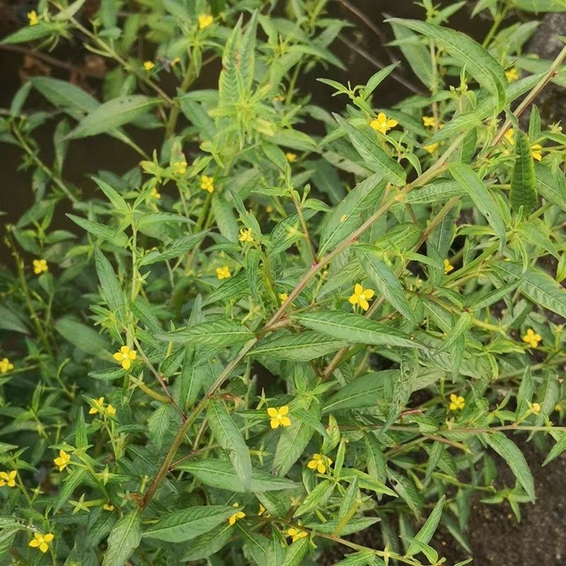 田石榴草种子丁香蓼水石榴水丁香鸡仔草中草药材一年生草