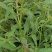 田石榴草种子丁香蓼水石榴水丁香鸡仔草中草药材一年生草