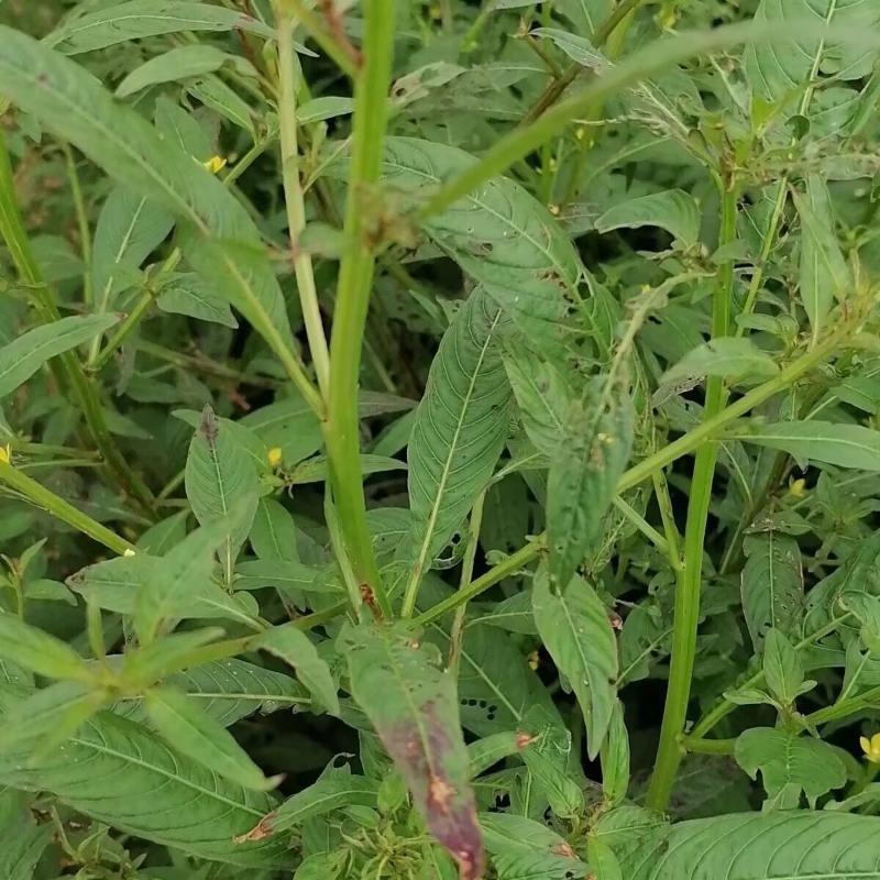 田石榴草种子丁香蓼水石榴水丁香鸡仔草中草药材一年生草