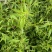 田石榴草种子丁香蓼水石榴水丁香鸡仔草中草药材一年生草