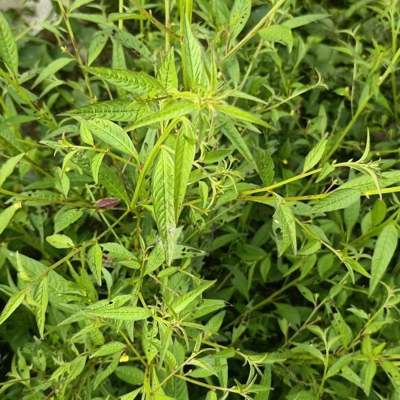 田石榴草种子丁香蓼水石榴水丁香鸡仔草中草药材一年生草