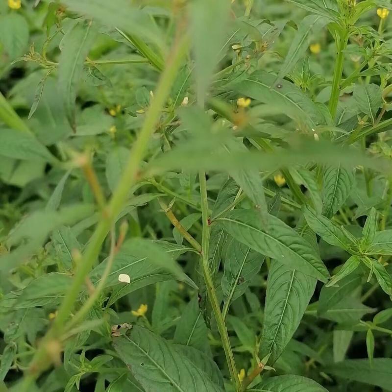 田石榴草种子丁香蓼水石榴水丁香鸡仔草中草药材一年生草