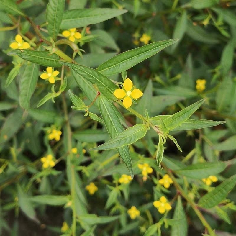 田石榴草种子丁香蓼水石榴水丁香鸡仔草中草药材一年生草