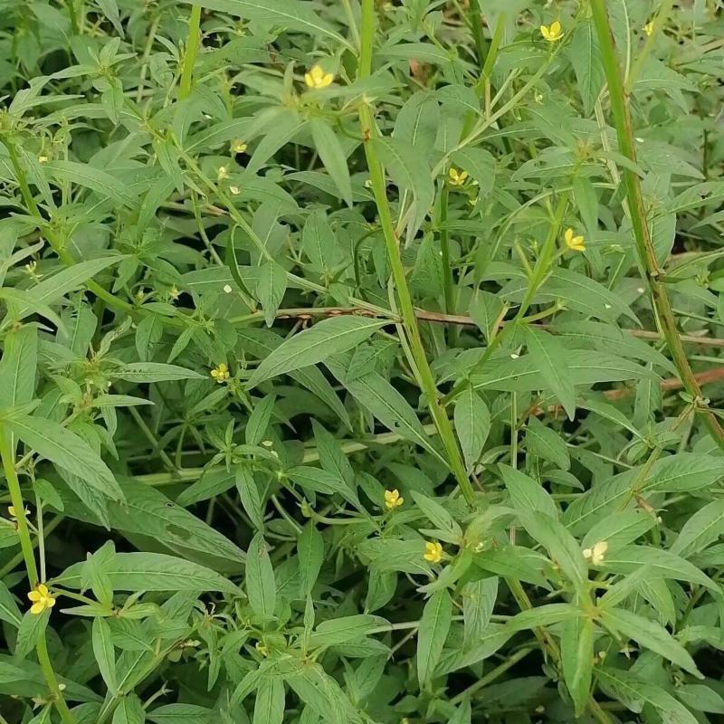 田石榴草种子丁香蓼水石榴水丁香鸡仔草中草药材一年生草