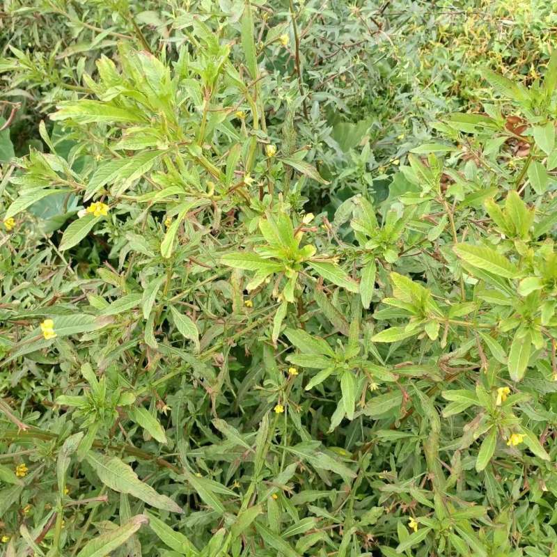 田石榴草种子丁香蓼水石榴水丁香鸡仔草中草药材一年生草