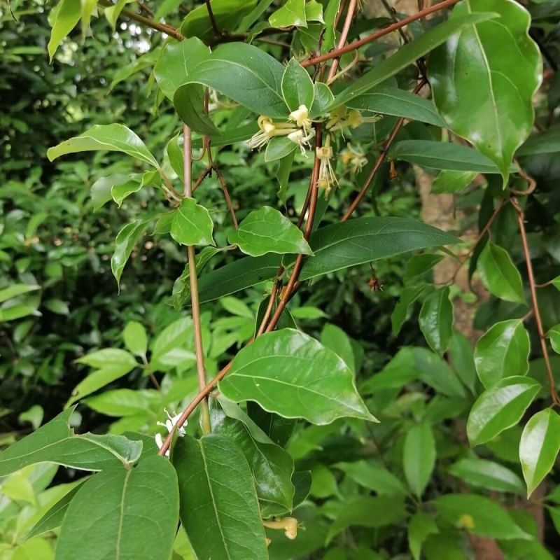 忍冬种子中草药材农家金银花金银花藤多年生草本爬藤花植物