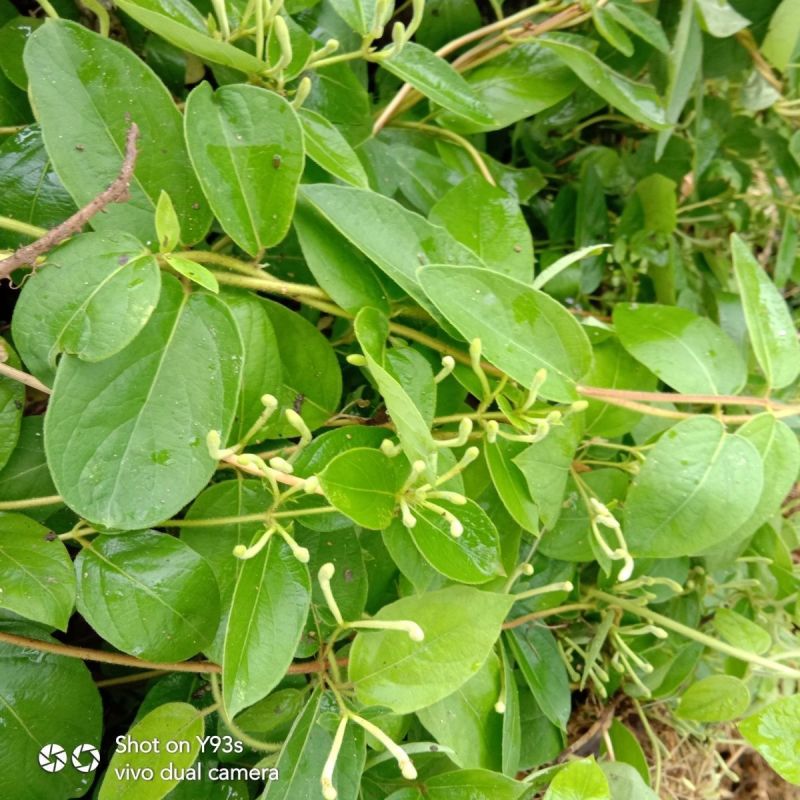 忍冬种子中草药材农家金银花金银花藤多年生草本爬藤花植物