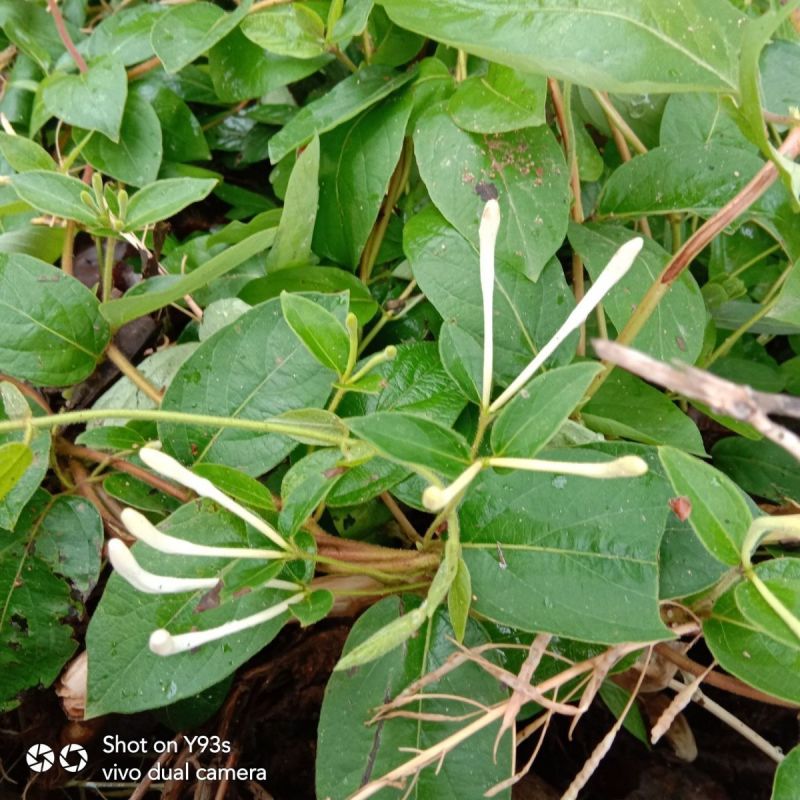 忍冬种子中草药材农家金银花金银花藤多年生草本爬藤花植物