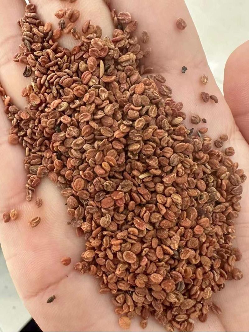 忍冬种子中草药材农家金银花金银花藤多年生草本爬藤花植物