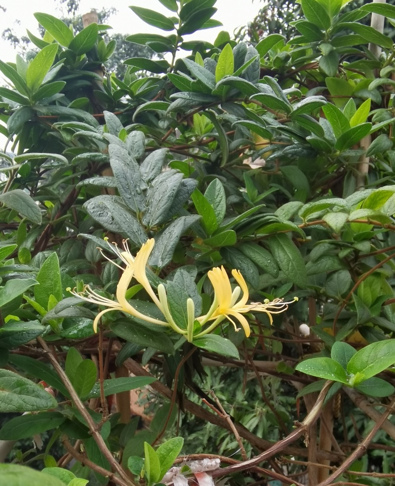忍冬种子中草药材农家金银花金银花藤多年生草本爬藤花植物