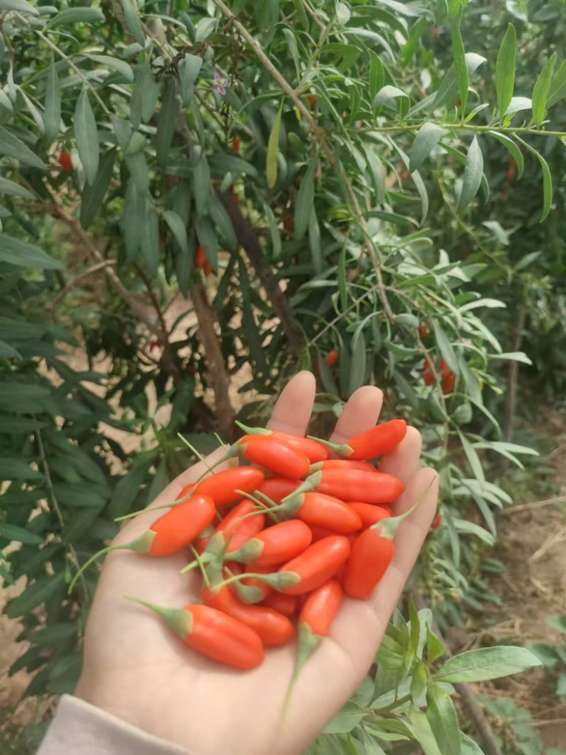新鲜枸杞现摘现发