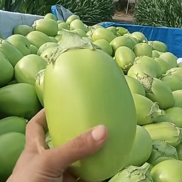 无籽青茄