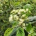 羊屎条根种子中草药材灰毛条烟管荚蒾羊屎柴羊舌条牛屎柴植物