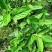 羊屎条根种子中草药材灰毛条烟管荚蒾羊屎柴羊舌条牛屎柴植物