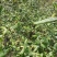 羊屎条根种子中草药材灰毛条烟管荚蒾羊屎柴羊舌条牛屎柴植物