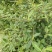 羊屎条根种子中草药材灰毛条烟管荚蒾羊屎柴羊舌条牛屎柴植物