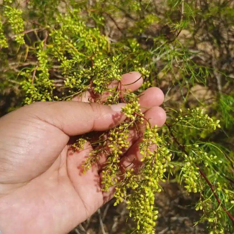 野生沙蒿种子沙蒿籽抗风沙牧草种籽护坡固土荒漠植被专用绿化