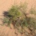 野生沙蒿种子沙蒿籽抗风沙牧草种籽护坡固土荒漠植被专用绿化