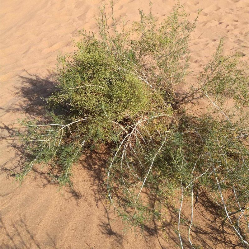 野生沙蒿种子沙蒿籽抗风沙牧草种籽护坡固土荒漠植被专用绿化