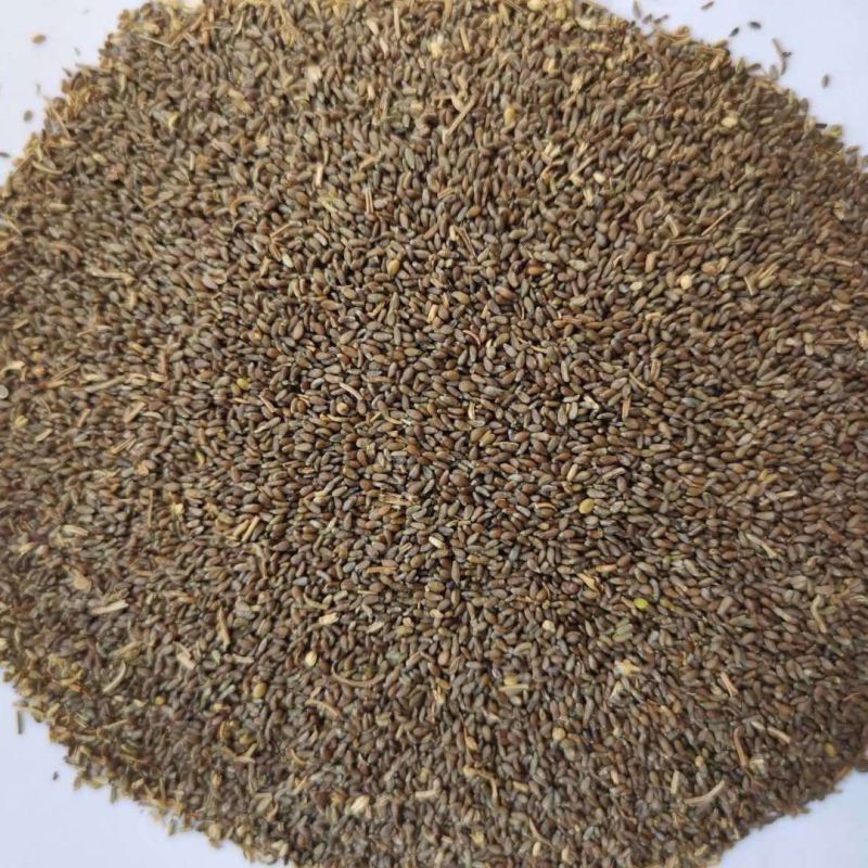 野生沙蒿种子沙蒿籽抗风沙牧草种籽护坡固土荒漠植被专用绿化
