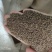 野生沙蒿种子沙蒿籽抗风沙牧草种籽护坡固土荒漠植被专用绿化