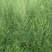 野生沙蒿种子沙蒿籽抗风沙牧草种籽护坡固土荒漠植被专用绿化