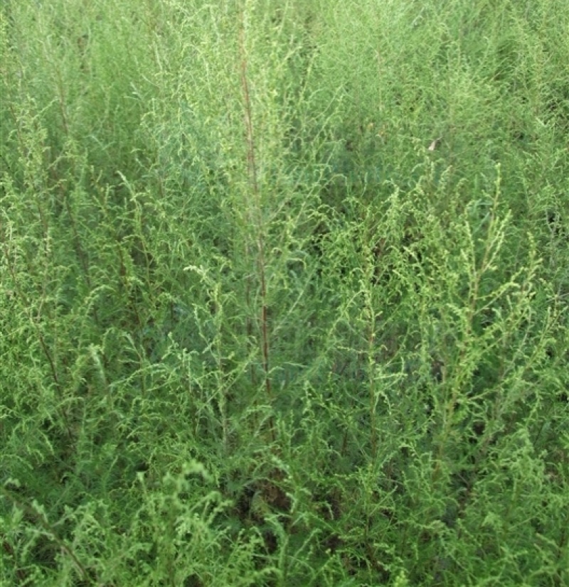 野生沙蒿种子沙蒿籽抗风沙牧草种籽护坡固土荒漠植被专用绿化