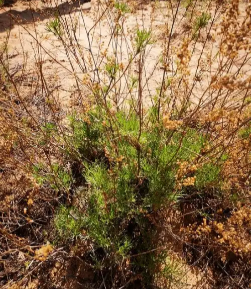 野生沙蒿种子沙蒿籽抗风沙牧草种籽护坡固土荒漠植被专用绿化