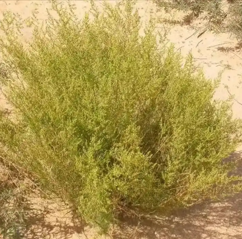 野生沙蒿种子沙蒿籽抗风沙牧草种籽护坡固土荒漠植被专用绿化