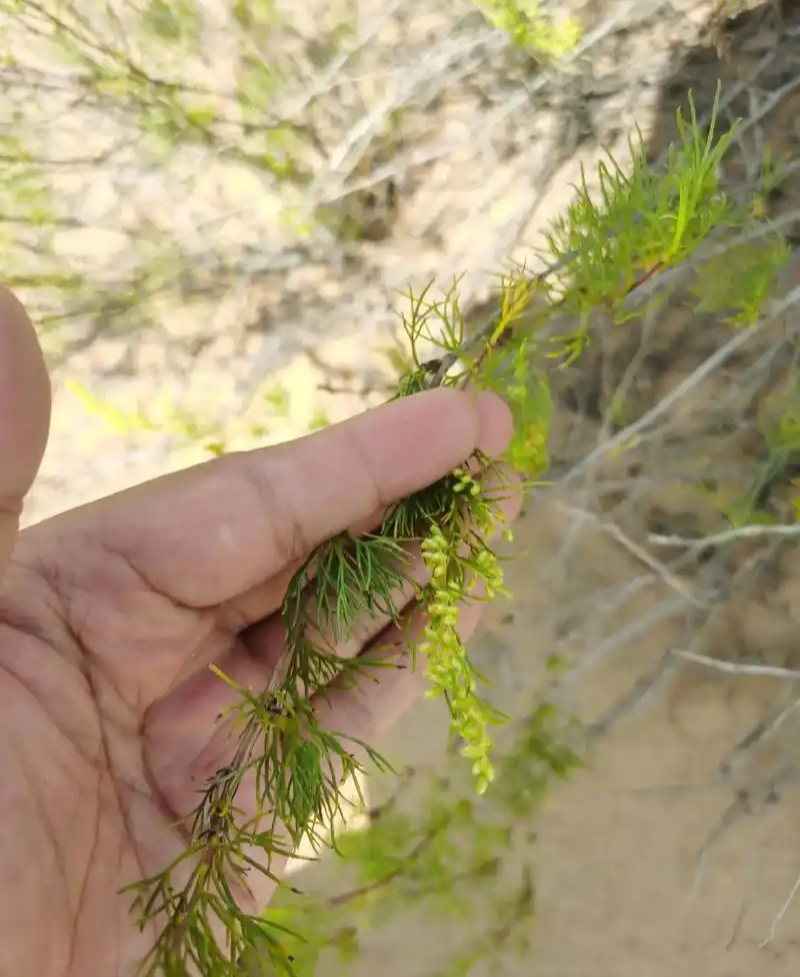 野生沙蒿种子沙蒿籽抗风沙牧草种籽护坡固土荒漠植被专用绿化